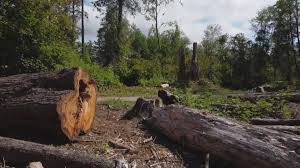 Best Tree Cabling and Bracing  in Drew, MS