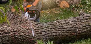 Best Aeration Services  in Drew, MS