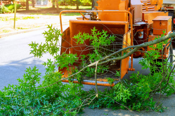 Best Tree Risk Assessment  in Drew, MS