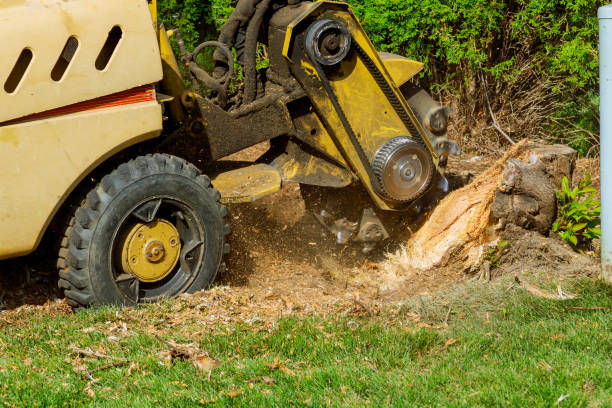 Best Root Management and Removal  in Drew, MS