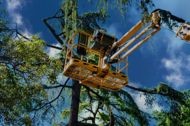 Best Firewood Processing and Delivery  in Drew, MS
