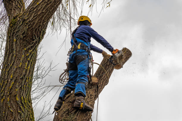 Best Stump Grinding and Removal  in Drew, MS
