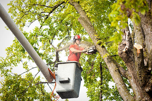  Drew, MS Tree Services Pros